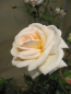 Preview: Edelrose Spectacular Palace